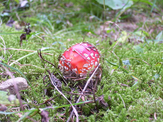 muchotrávka červená Amanita muscaria (L.) Lam.