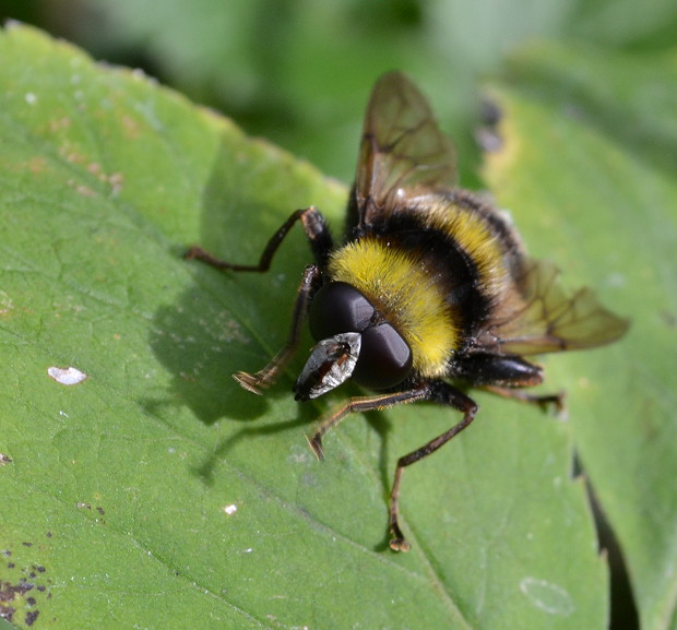 pestrica ♂ Arctophila bombiformis Fallén