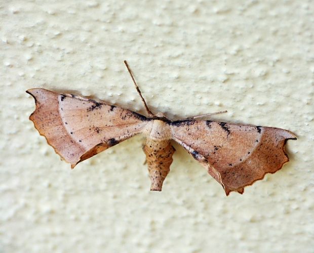 listnatka bršlenová Artiora evonymaria