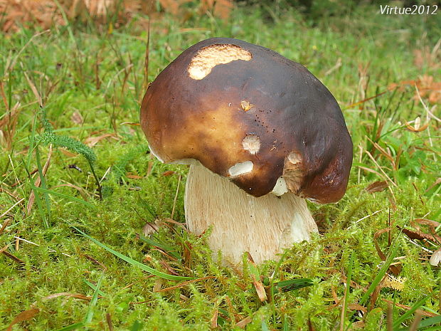 hríb smrekový Boletus edulis Bull.