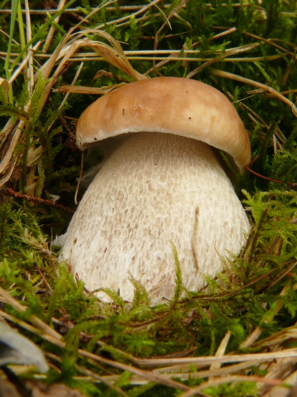 hríb smrekový Boletus edulis Bull.