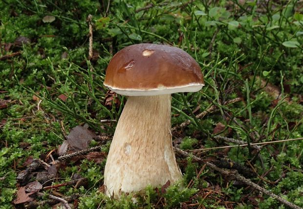 hríb smrekový Boletus edulis Bull.