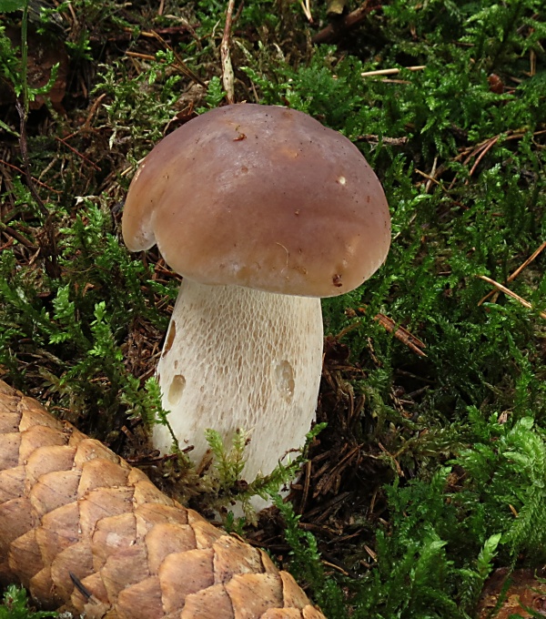 hríb smrekový Boletus edulis Bull.