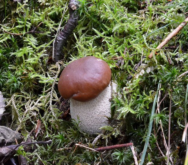 hríb smrekový Boletus edulis Bull.