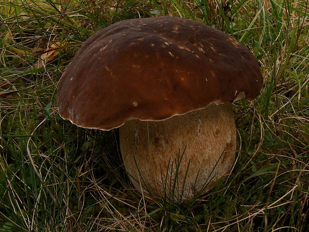 hríb sosnový Boletus pinophilus Pil. et Dermek in Pil.