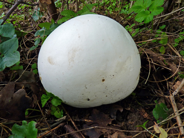 vatovec obrovský Calvatia gigantea (Batsch) Lloyd