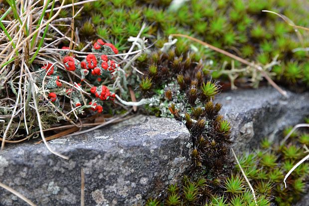 dutohlávka Flörkeho Cladonia floerkeana (Fr.) Flörke