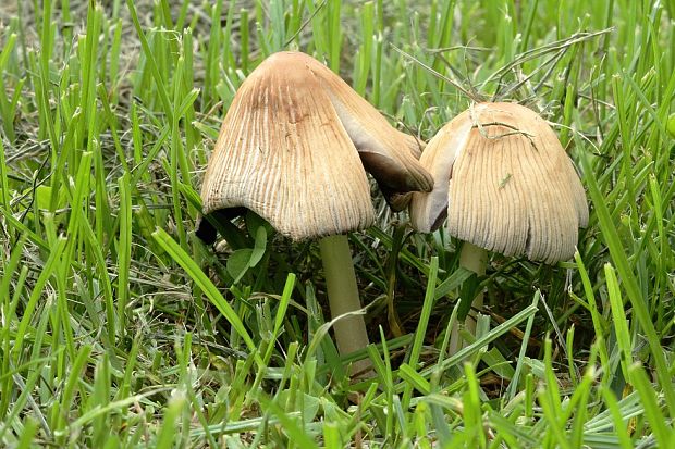 hnojník Coprinus sp.