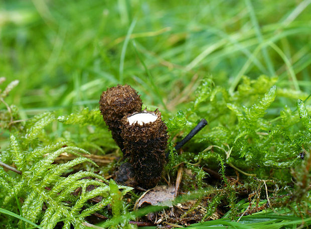 čiaškovec pásikavý Cyathus striatus (Huds.) Willd.