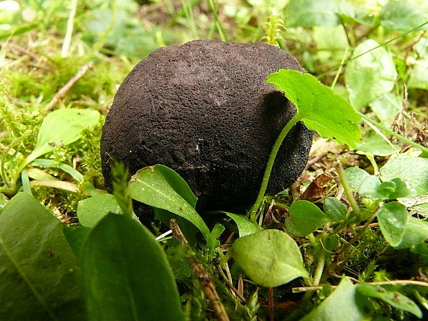 srnka ? Elaphomyces sp.