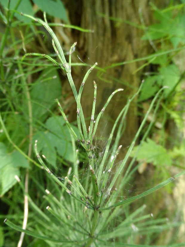 praslička močiarna Equisetum palustre L.