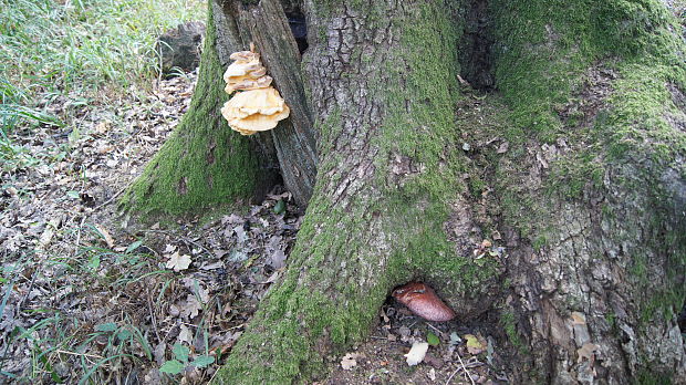 pečeňovec dubový vs.sírovec obyčajný Fistulina hepatica (Schaeff.) With.