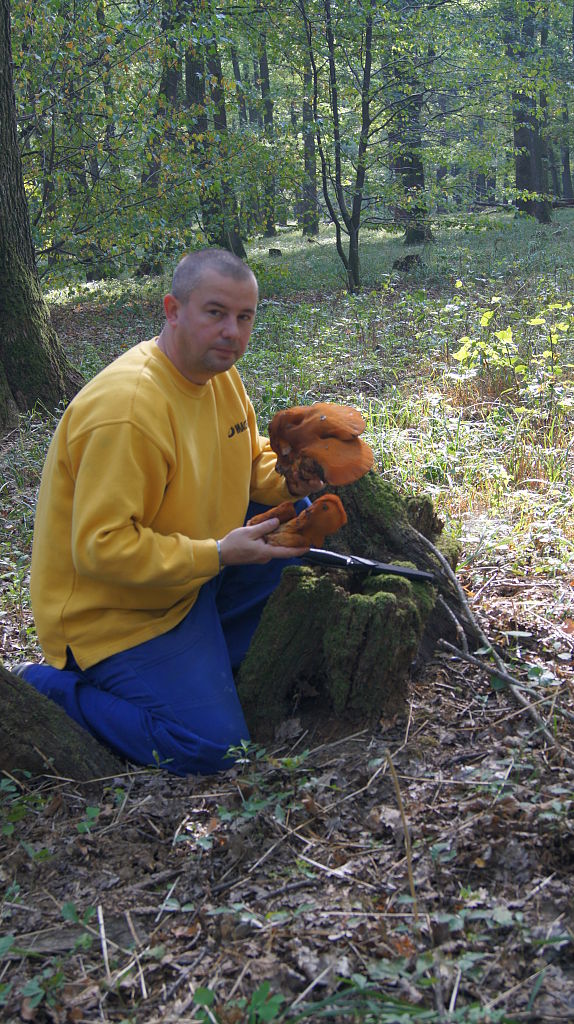 pečeňovec dubový Fistulina hepatica (Schaeff.) With.