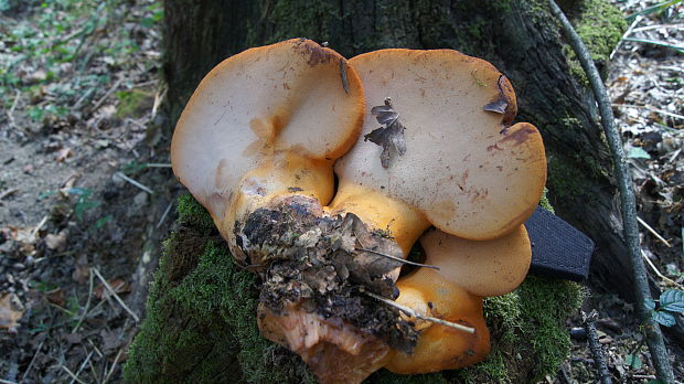 pečeňovec dubový Fistulina hepatica (Schaeff.) With.