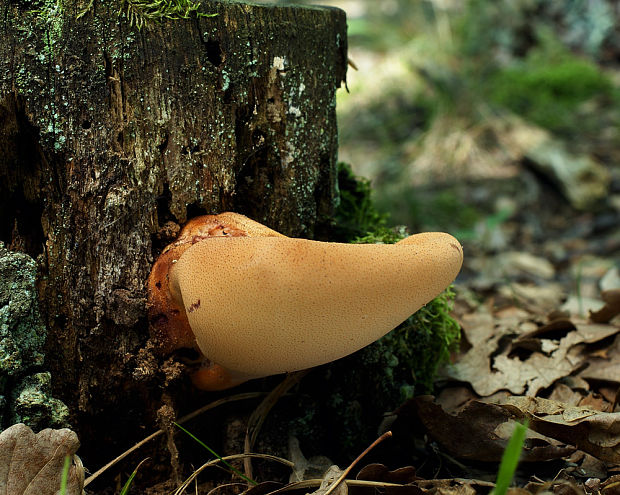 pečeňovec dubový Fistulina hepatica (Schaeff.) With.