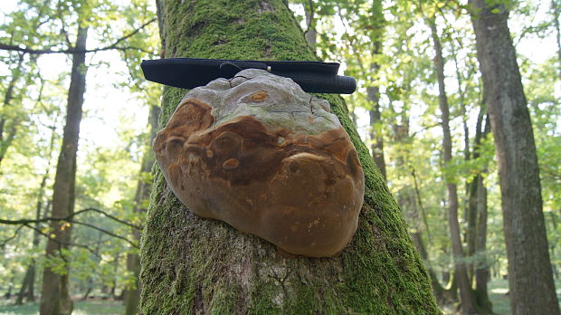 ohňovec mohutný Fomitiporia robusta (P. Karst.) Fiasson & Niemelä