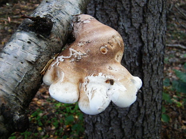 brezovník obyčajný Fomitopsis betulina (Bull.) B.K. Cui, M.L. Han & Y.C. Dai