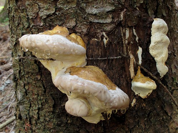 práchnovček pásikavý Fomitopsis pinicola (Sw.) P. Karst.