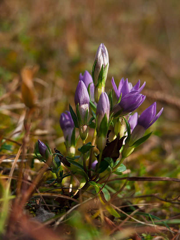 horček fatranský Gentianella fatrae (Borbás) Holub