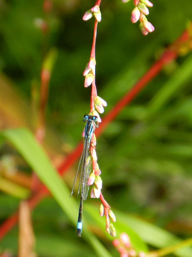 šidielko väčšie Ischnura elegans