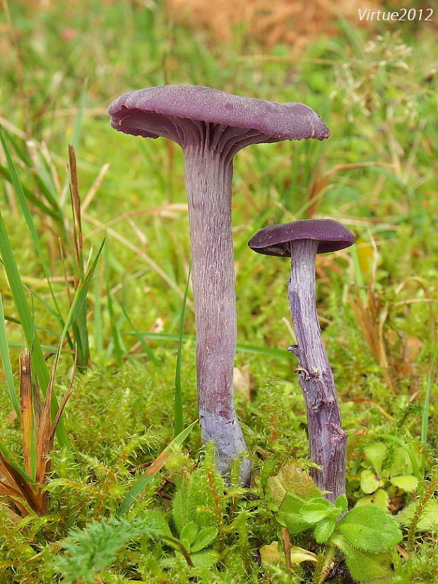 lakovka ametystová Laccaria amethystina (Huds.) Cooke