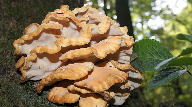 sírovec obyčajný Laetiporus sulphureus (Bull.) Murrill