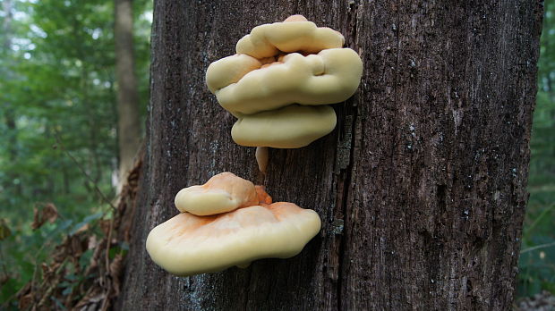 sírovec obyčajný Laetiporus sulphureus (Bull.) Murrill