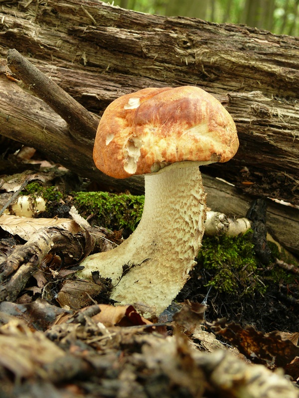 kozák osikový Leccinum albostipitatum den Bakker & Noordel.