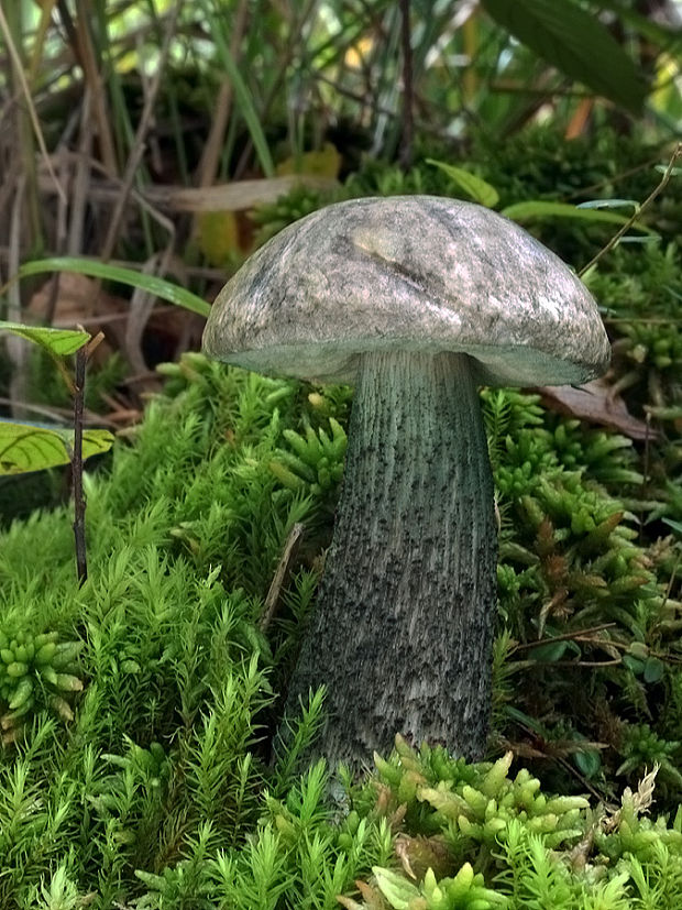 kozák rozličnofarebný Leccinum variicolor Watling