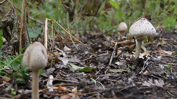 bedlička ? Lepiota sp.