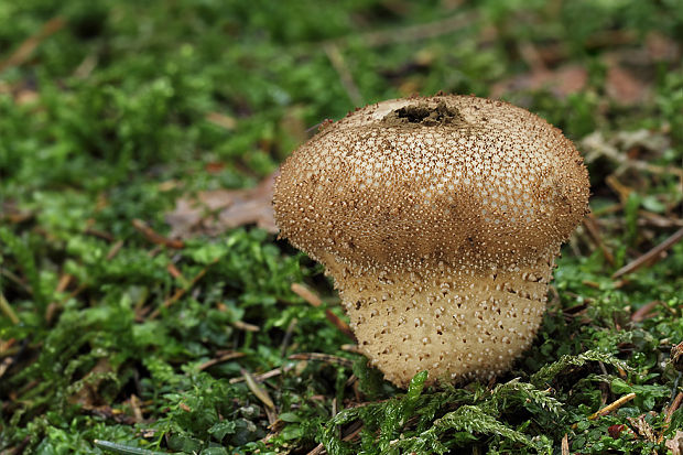 prášnica bradavičnatá Lycoperdon perlatum Pers.