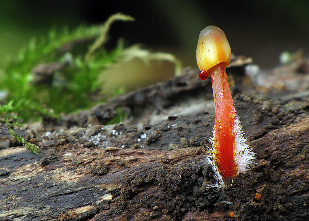 prilbička šafranová Mycena crocata (Schrad.) P. Kumm.