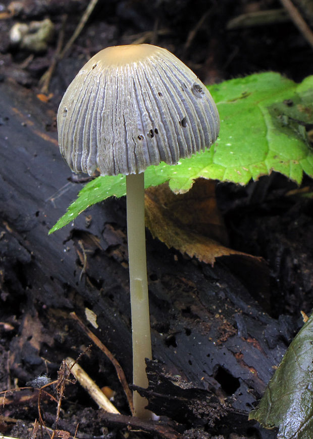 hnojník Parasola sp.