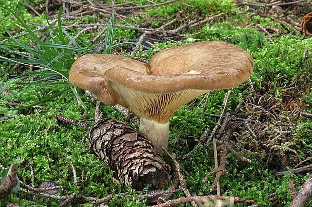 čechračka jelšová Paxillus rubicundulus  P.D. Orton