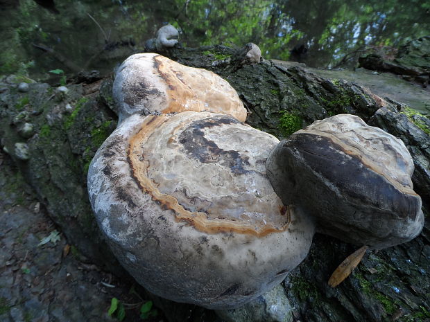 ohňovec Phellinus sp.