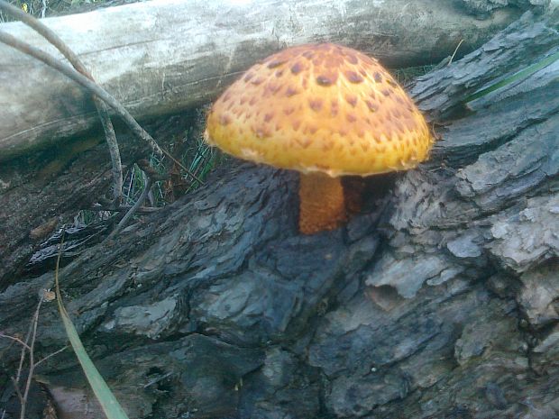 šupinovka Pholiota sp.