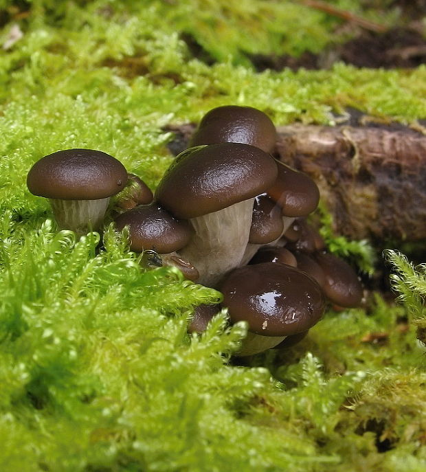 hliva ustricovitá Pleurotus ostreatus (Jacq.) P. Kumm.