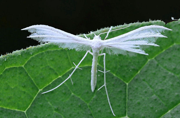 pierkavec povojový Pterophorus pentadactyla