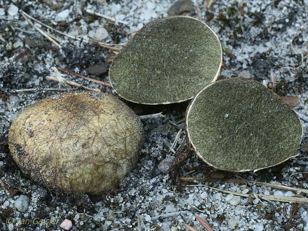 koreňovec žltkastý Rhizopogon luteolus Fr. & Nordholm