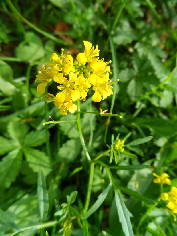 roripa lesná Rorippa sylvestris (L.) Besser