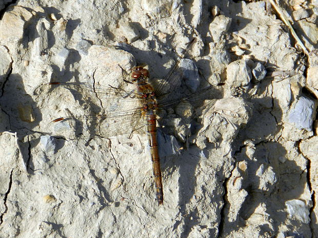 vážka Sympetrum sp.