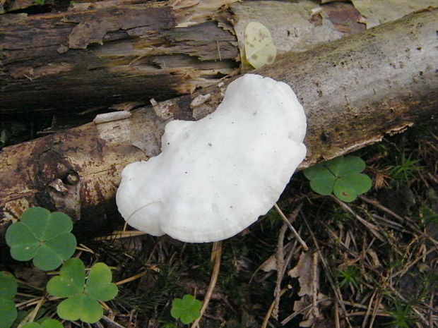 tvarohovec belostný Tyromyces chioneus (Fr.) P. Karst.