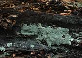 trichoderma