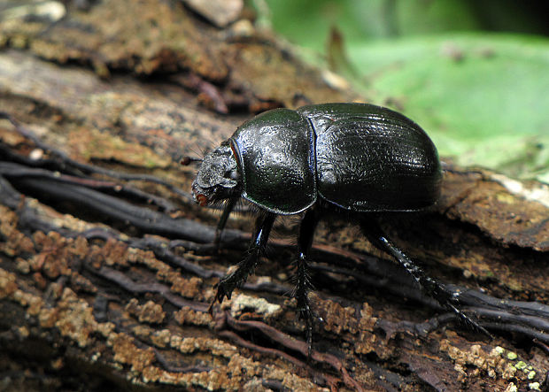 lajniak   Anoplotrupes stercorosus