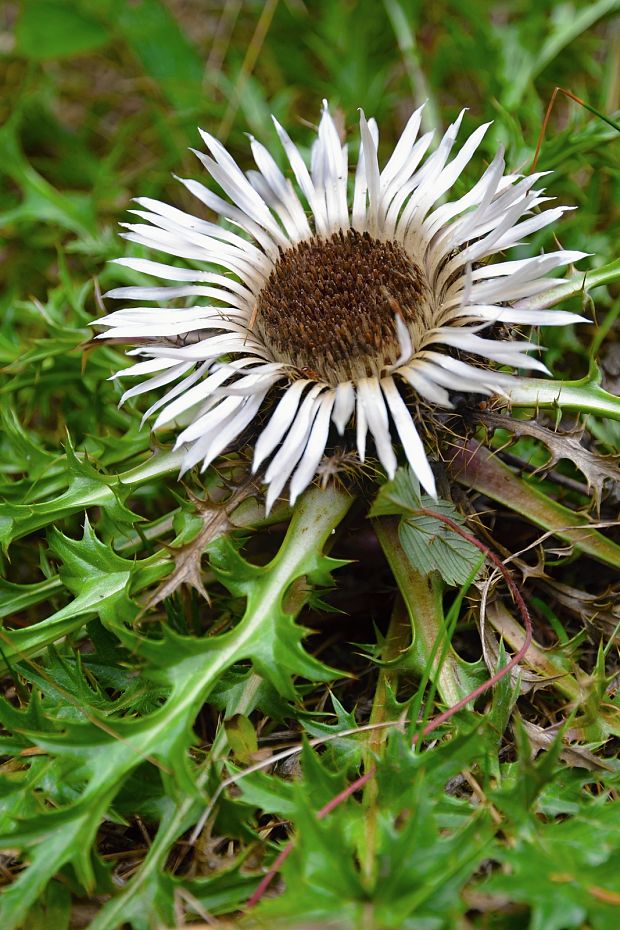 krasovlas bezbyľový pravý  Carlina acaulis subsp. acaulis L.