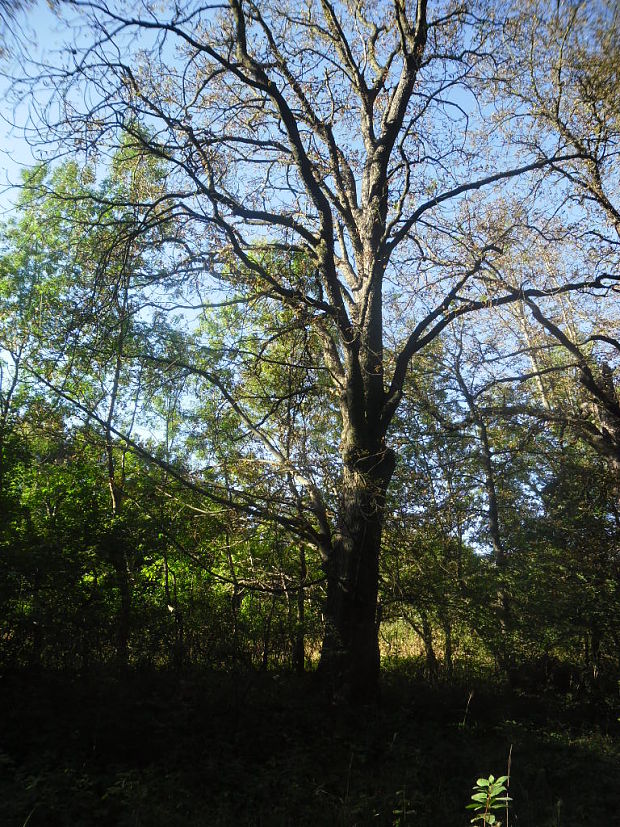 gaštan jedlý Castanea sativa Mill.