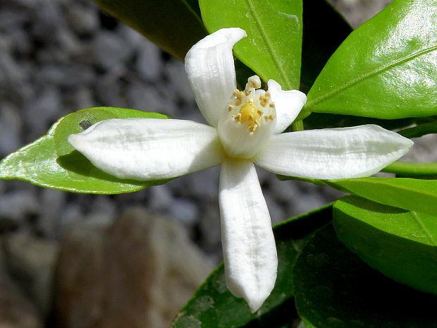 citrónovník Citrus limon