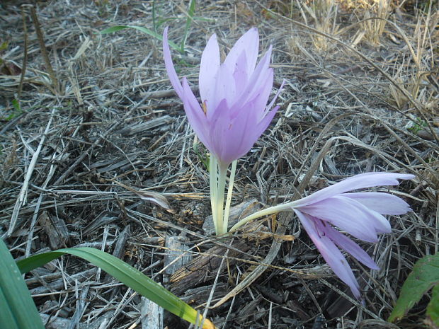 jesienka obyčajná Colchicum autumnale