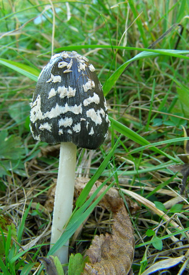 hnojník strakatý Coprinopsis picacea (Bull.) Redhead, Vilgalys & Moncalvo