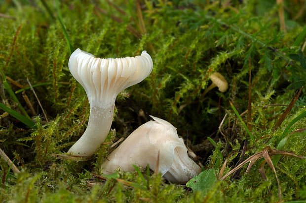 lúčnica snehobiela Cuphophyllus virgineus (Wulfen) Kovalenko